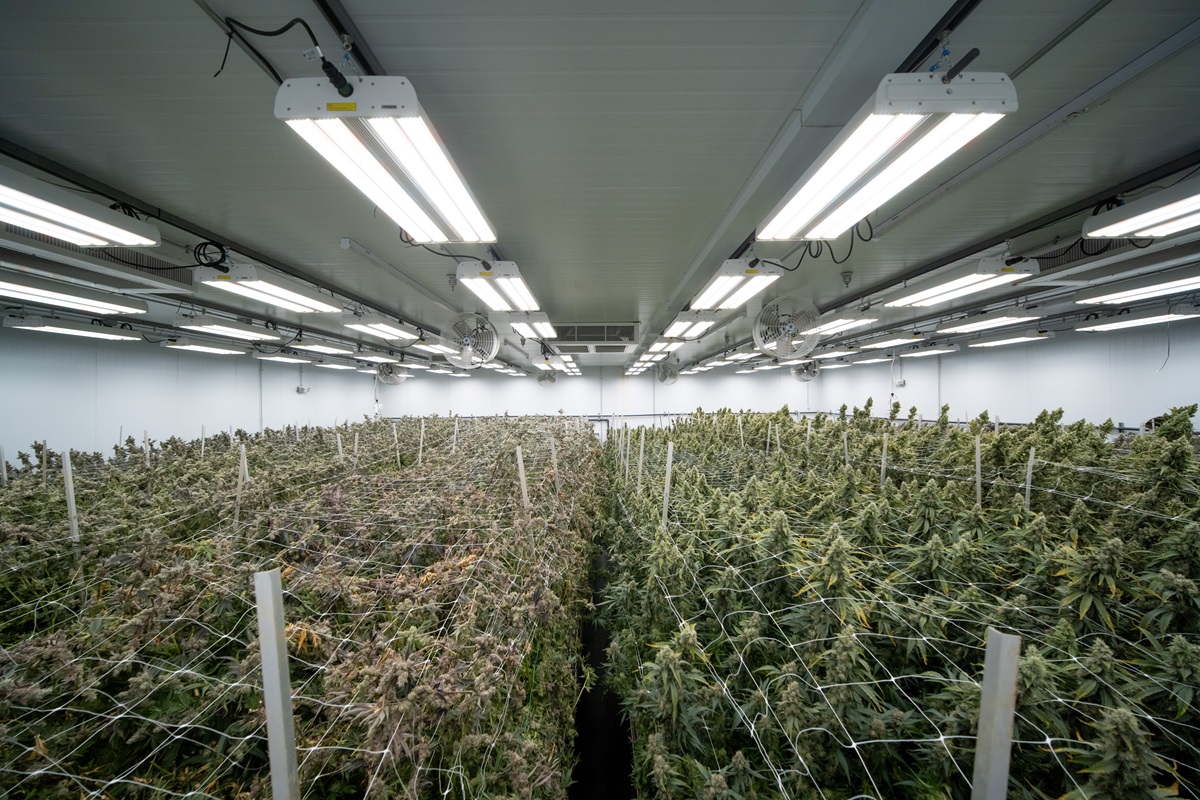 Fluence Drives Improved Yields with Cannabis Cultivator Clade9