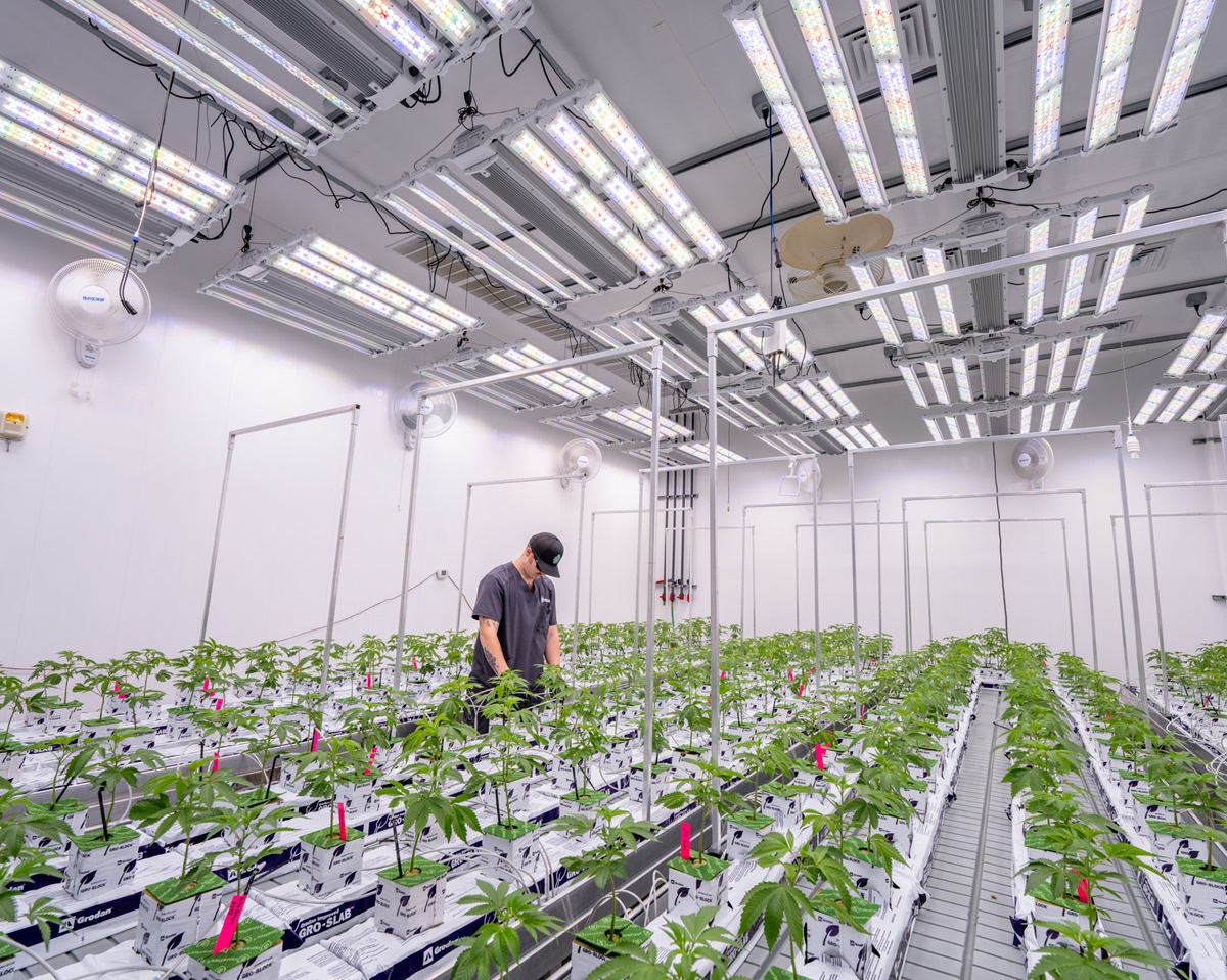  Fohse Revolutionizes Cannabis Cultivation with the Launch of PRO Series LED Lighting Technology