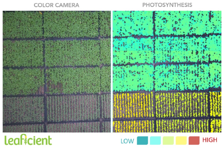 Leaficient uses hyperspectral imaging to analyze plant surfaces and measure biological processes beyond what color cameras can detect.