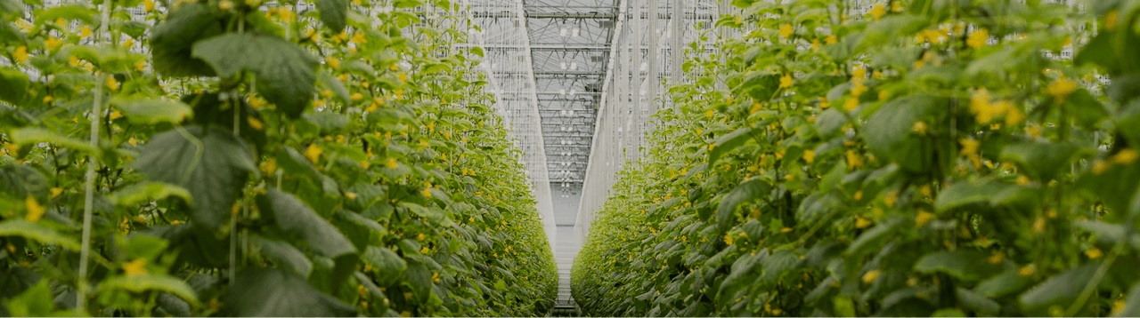 Pack River Farm Selects Sollum’s Dynamic LED Lighting for Advanced Tomato Cultivation