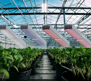 Heliospectra MITRA X C4 LED Grow Light with Red, Blue, White, and Far-Red Spectrum Modulation for All Growth Phases